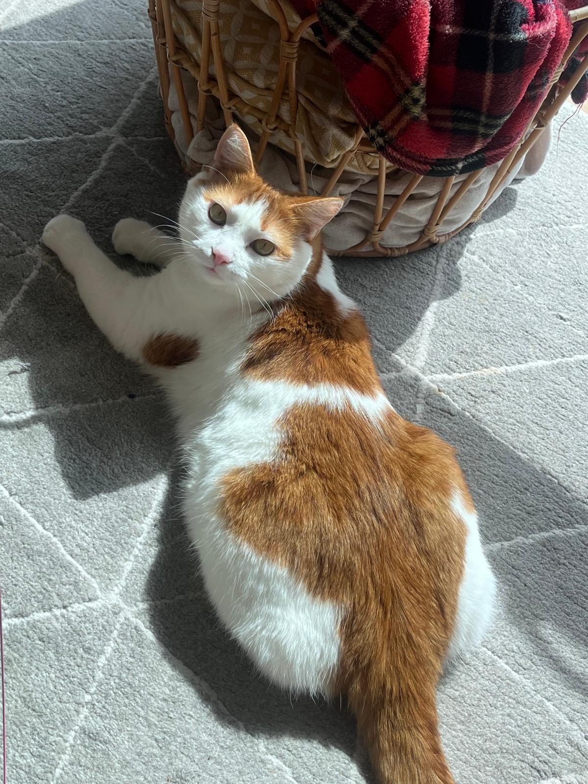 White and ginger cat lying in the sun on a grey rug next to a basket during a home cat sitting visit.